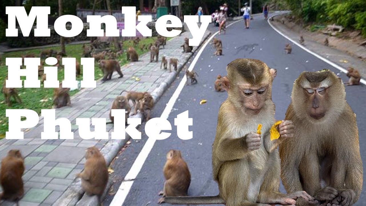 I Visited Monkey Hill In Phuket Thailand