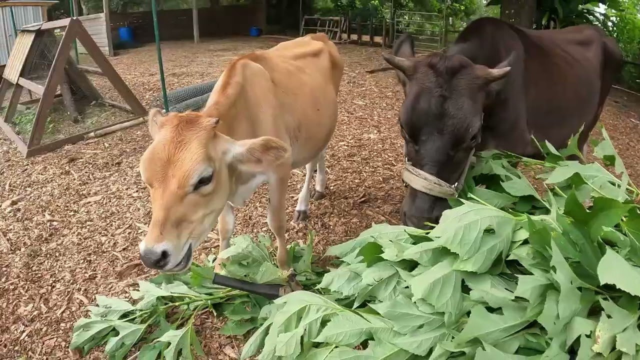 Save Money on Cow Feed with High Protein Fodder Crops