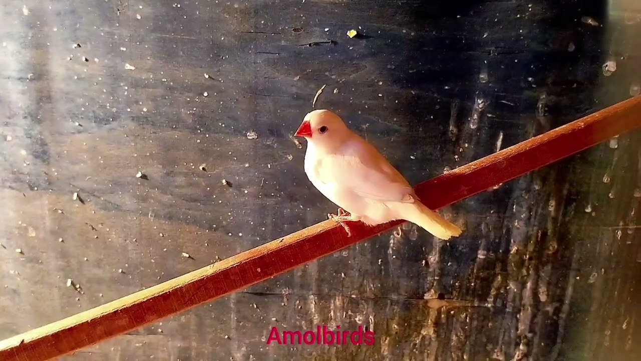 Meet all my birds | my first vlog for my mini zoo |