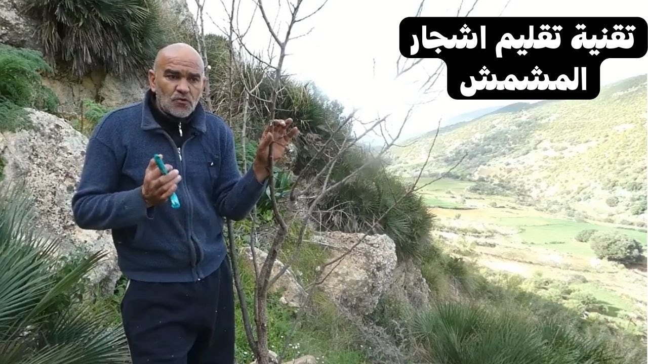 تقنية تقليم اشجار المشمش / كيفية تقليم أشجار المشمش .