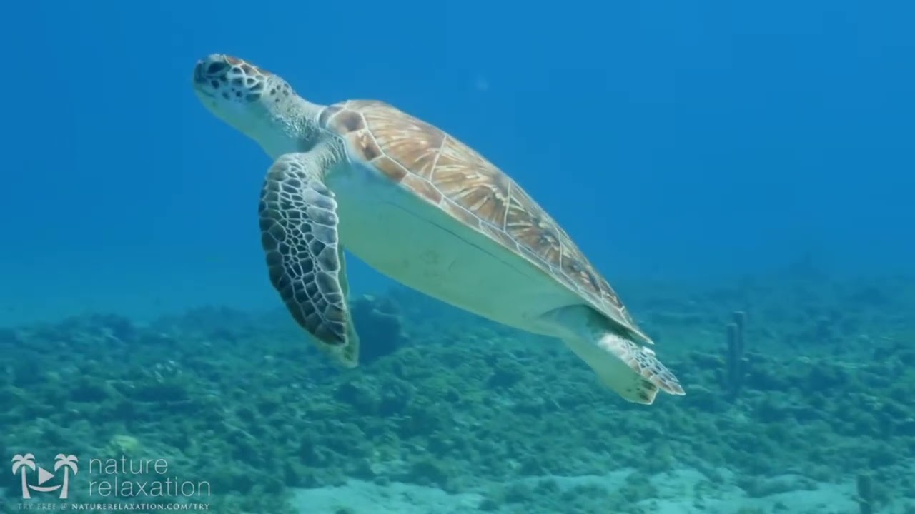 Oceanography PSA - Bottom Trawling