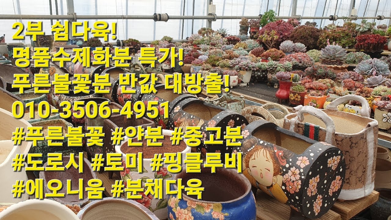 2부 쉼다육! 명품수제화분 특가!푸른불꽃분 반값 대방출!010-3506-4951 #푸른불꽃 #얀분 #중고분 #도로시 #토미 #핑클루비 #에오니움 #분채다육