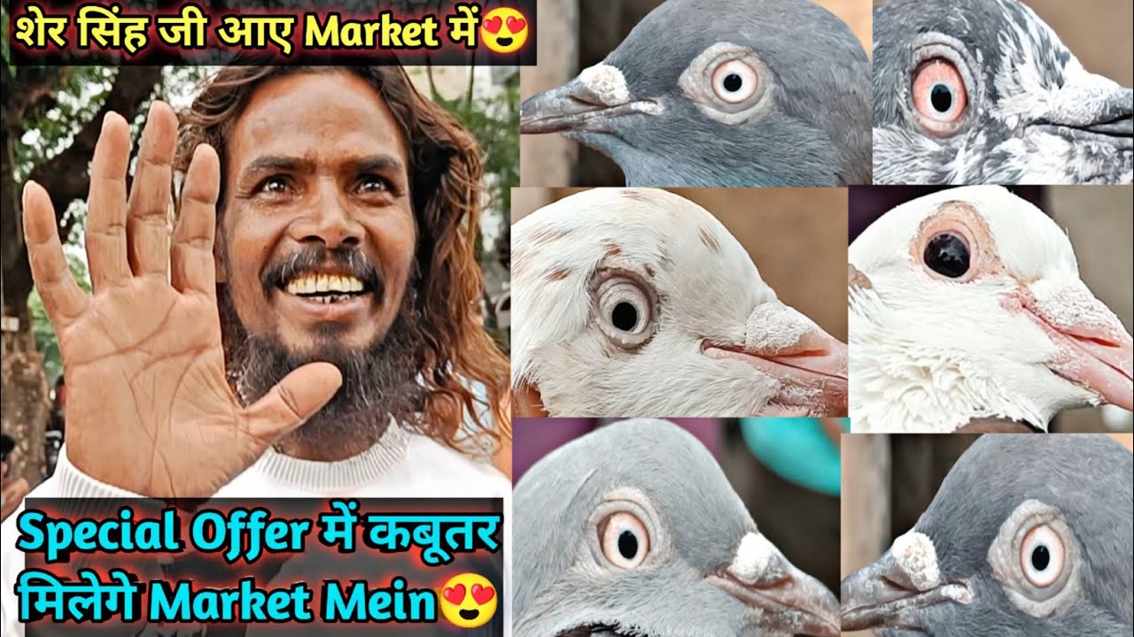Special Offer In Nagpur Bird Market😍 | Aniruddha Alone
