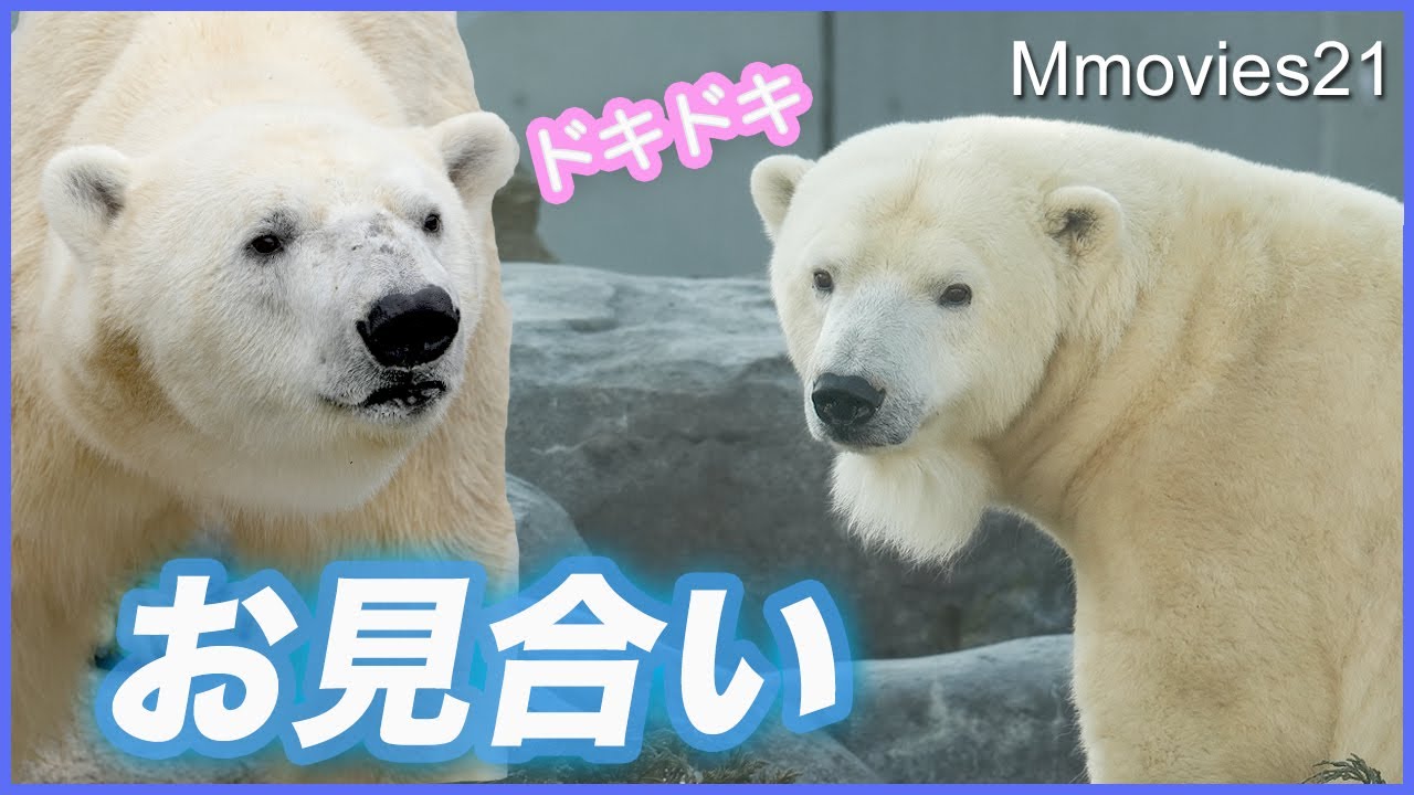 【吠える】リラとライトお見合い開始！日本のホッキョクグマ全31頭を紹介〜Polar Bears in Japan 2025