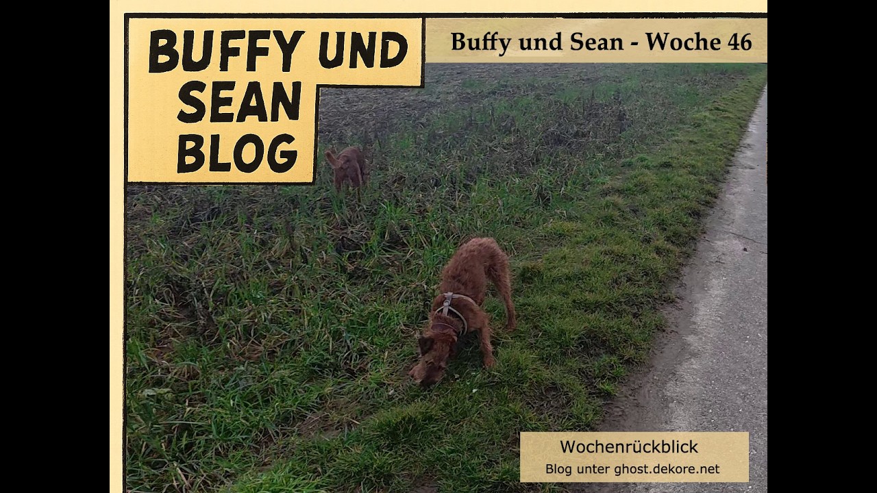 Sechsundvierzigster Wochenrückblick Buffy & Sean: Park & Feld (Pupatät schlägt durch) 🐾