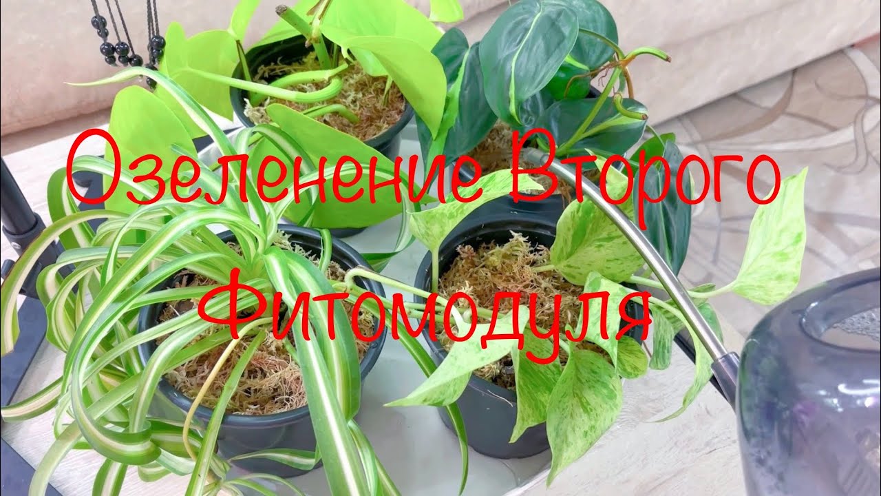Озеленение Второго Фитомодуля