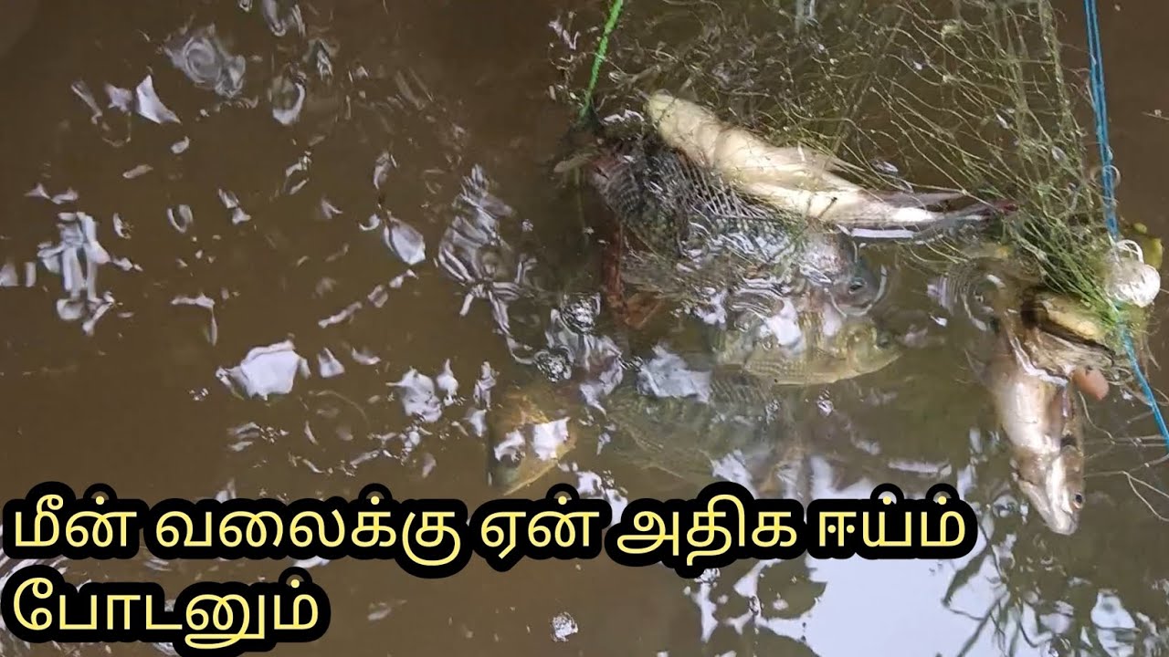 மீன் வலைக்கு ஏன் அதிக ஈய்ம் போடனும். | fishing in Bhavani river #bhavani fishing
