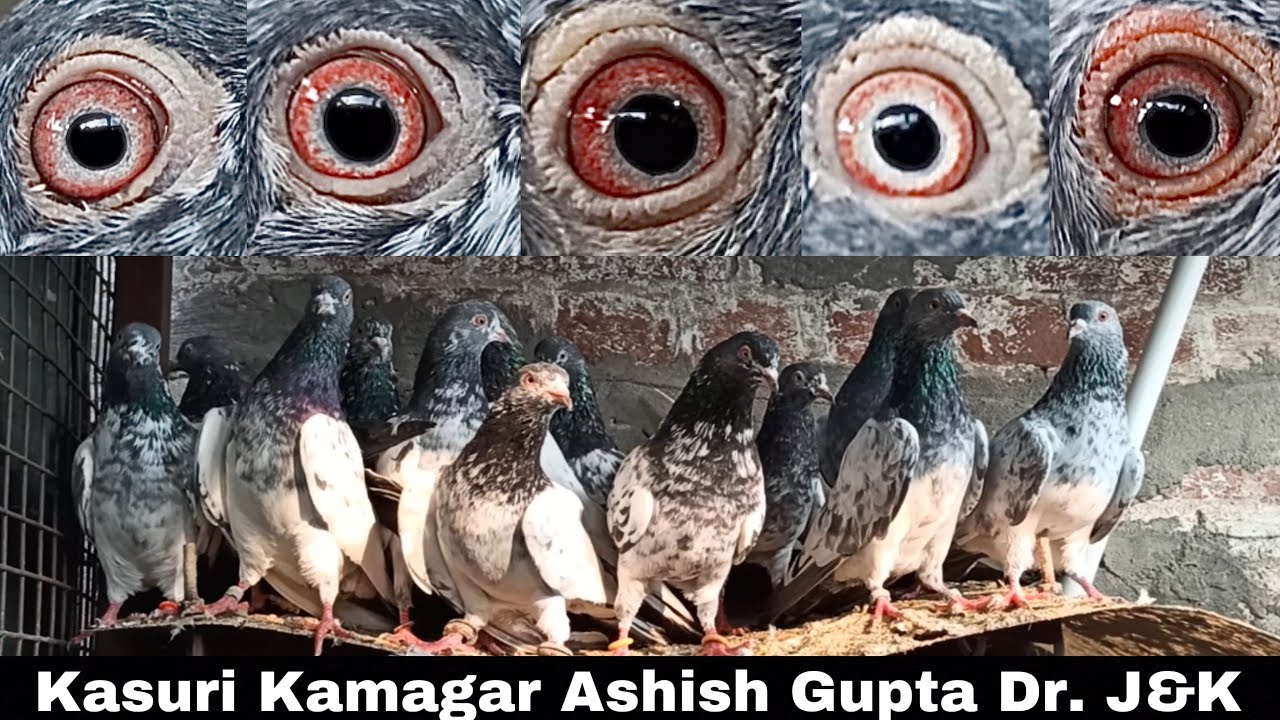 Kamagar Kabutar By Legend Ashish Gupta Dr. J&K (Raji) No. 15