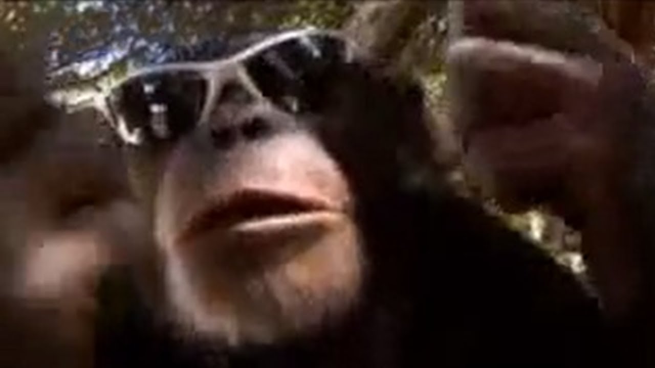 How Chimps are Trained for Hollywood | Humanizing Chimpanzees | BBC Studios