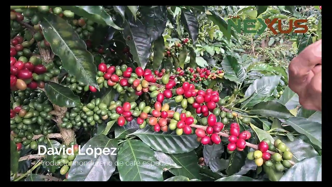 Productor de café explica cómo cortar correctamente el grano