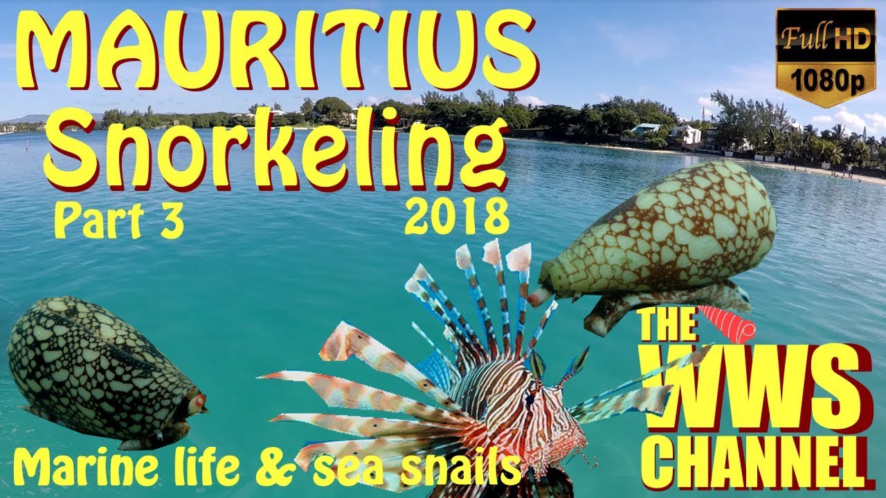 Snorkeling in Mauritius : fishes & shells of the lagoon (part3)