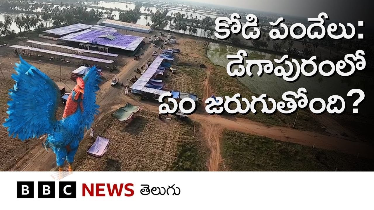 Bhimavaram: కోడి పందేల కోసం 20 ఎకరాల్లో బరులు.. డేగాపురం నుంచి గ్రౌండ్ రిపోర్ట్.. | Sankranti