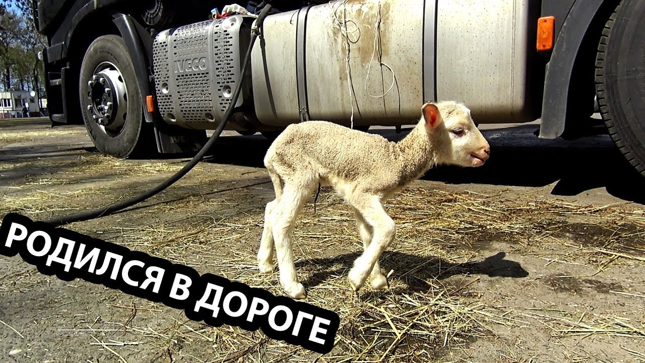 HOW TO TRANSPORT ANIMALS #19 18. Transporting a two-day-old lamb