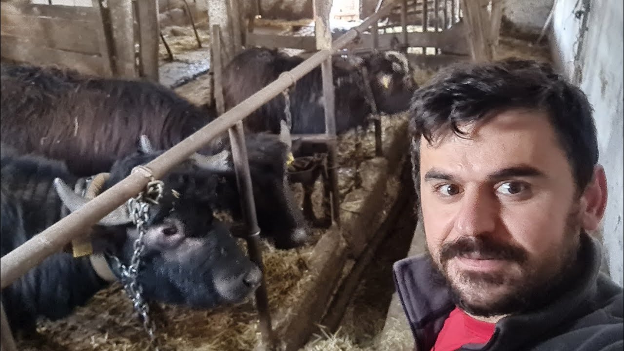 ÇAYCUMA PERŞEMBE ADAKÖY. MANDA YETİŞTİRİCİLİĞİ . BÜYÜKBAŞ HAYVAN YETİŞTİRİCİLİĞİ. AHIR TANITIMI.