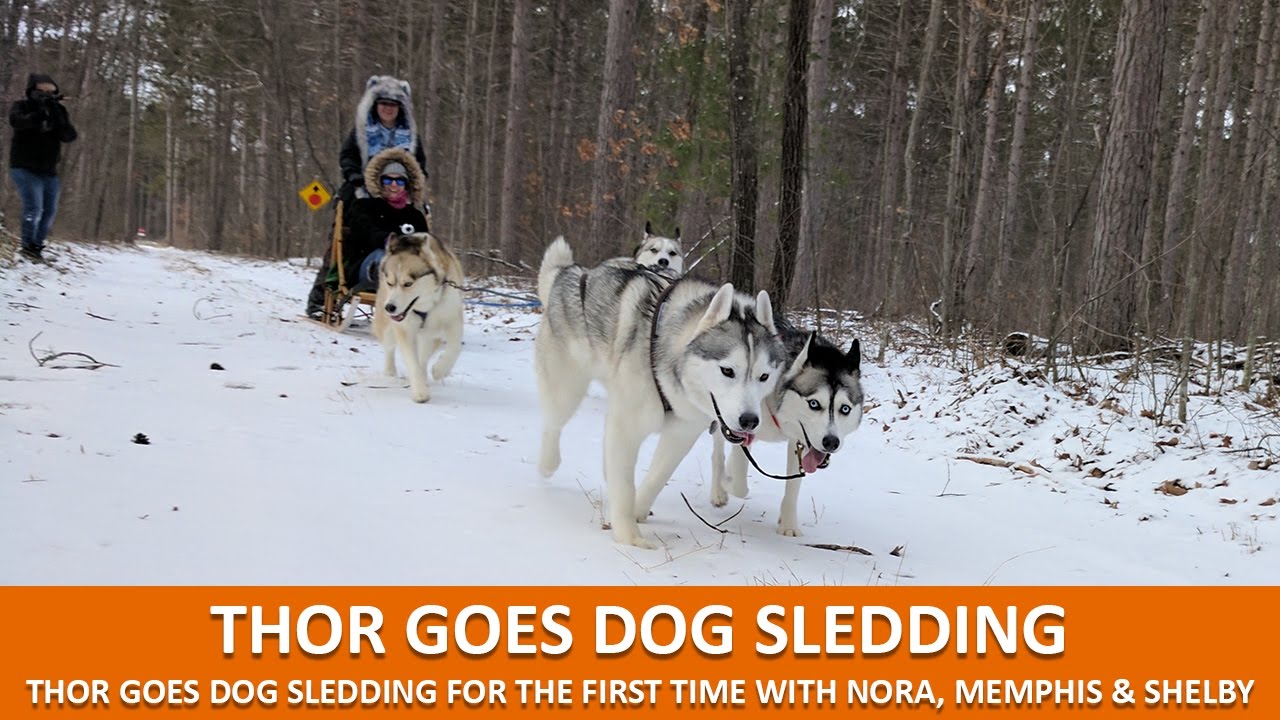 THOR GOES DOG SLEDDING WITH NORA, MEMPHIS AND SHELBY