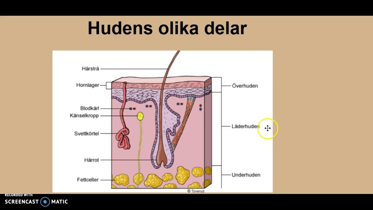 Huden
