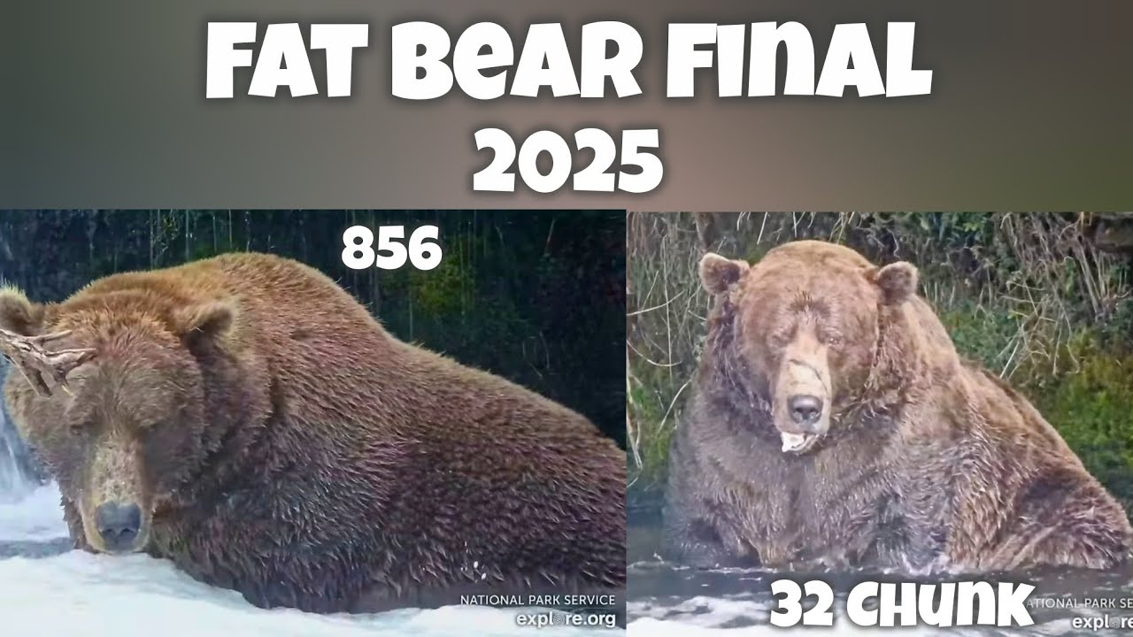 FAT Bear Week 2025 ▪︎ FINAL ▪︎ 32 Chunk vs. 856 ▪︎ Katmai Brown Bears ▪︎ Explore.org
