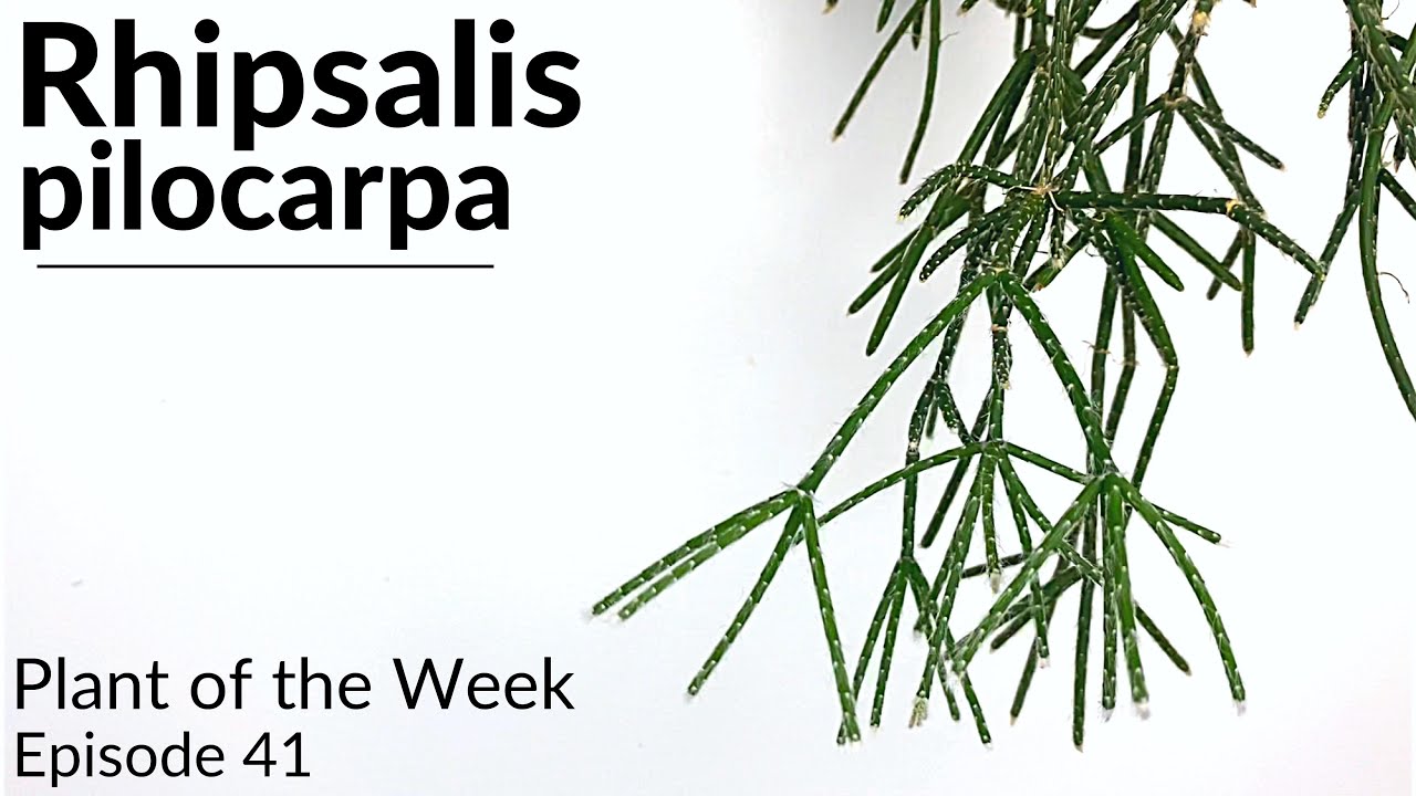 How To Care For Rhipsalis pilocarpa | Plant Of The Week Ep. 41