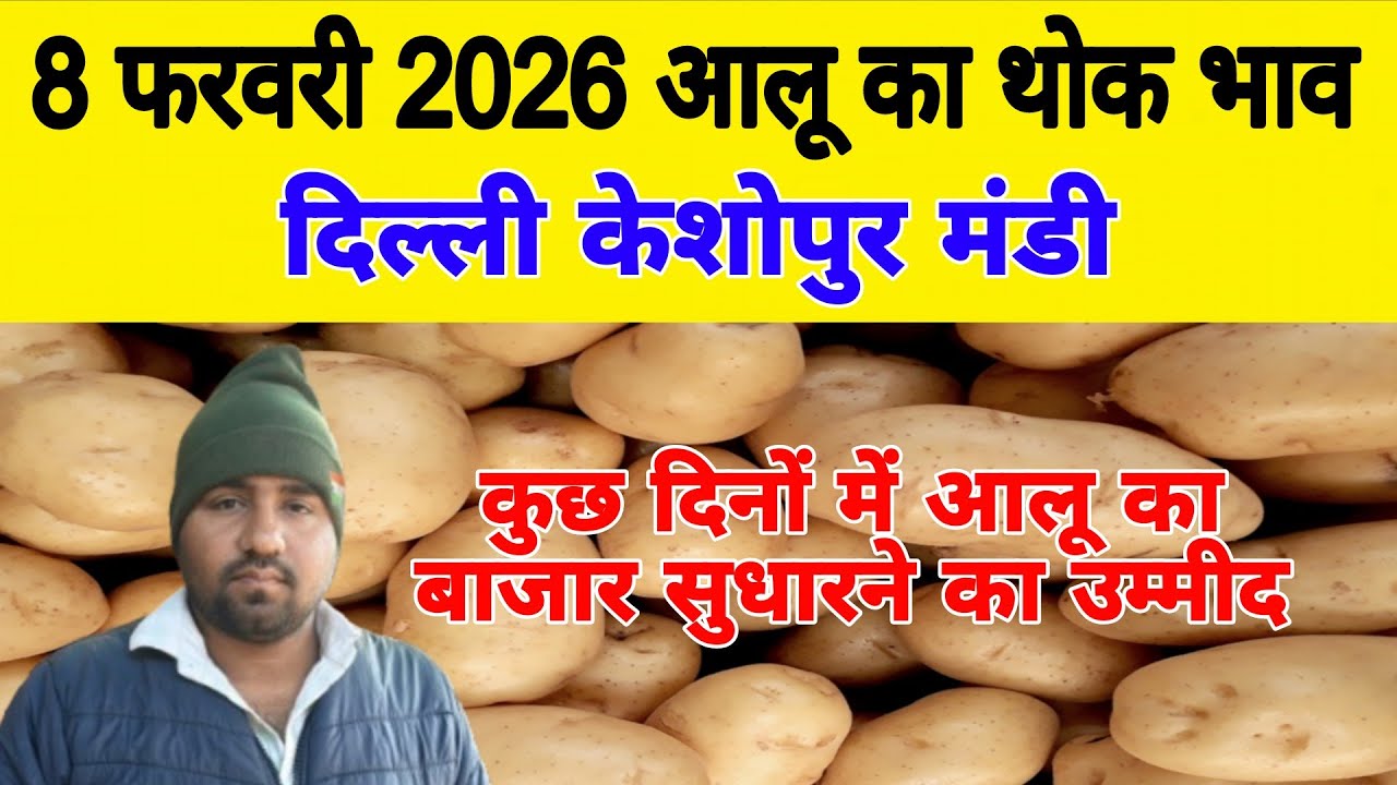 दिल्ली आलू का भाव | 🥔potato market price today | Today Potato rate | 8 Feb 2026 #potato #Aalukebhav