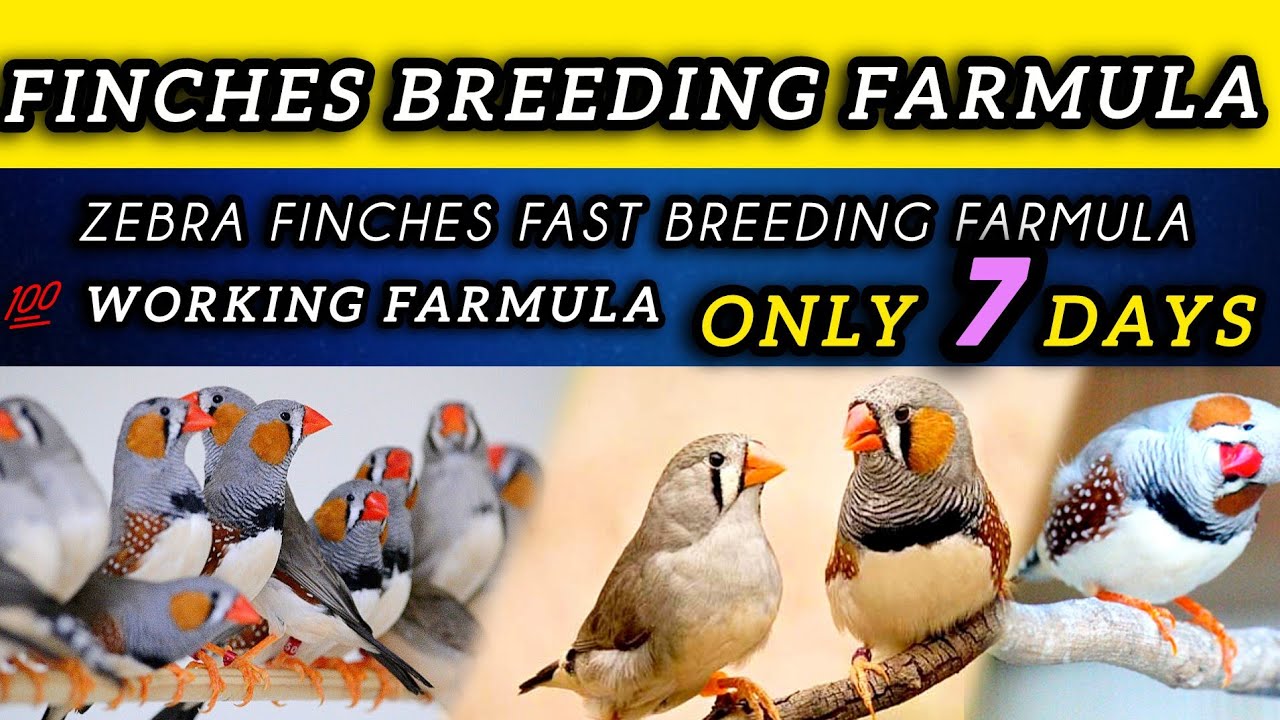 Zebra Finches Breeding Formula | Zebra Finches Breeding Tips | Fast Breeding Formula for Finches