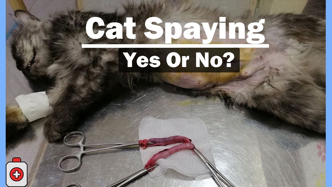 Cat Spaying - Risks & Benefits || In Urdu // Animalia Dot Pk || Vet Furqan Younas