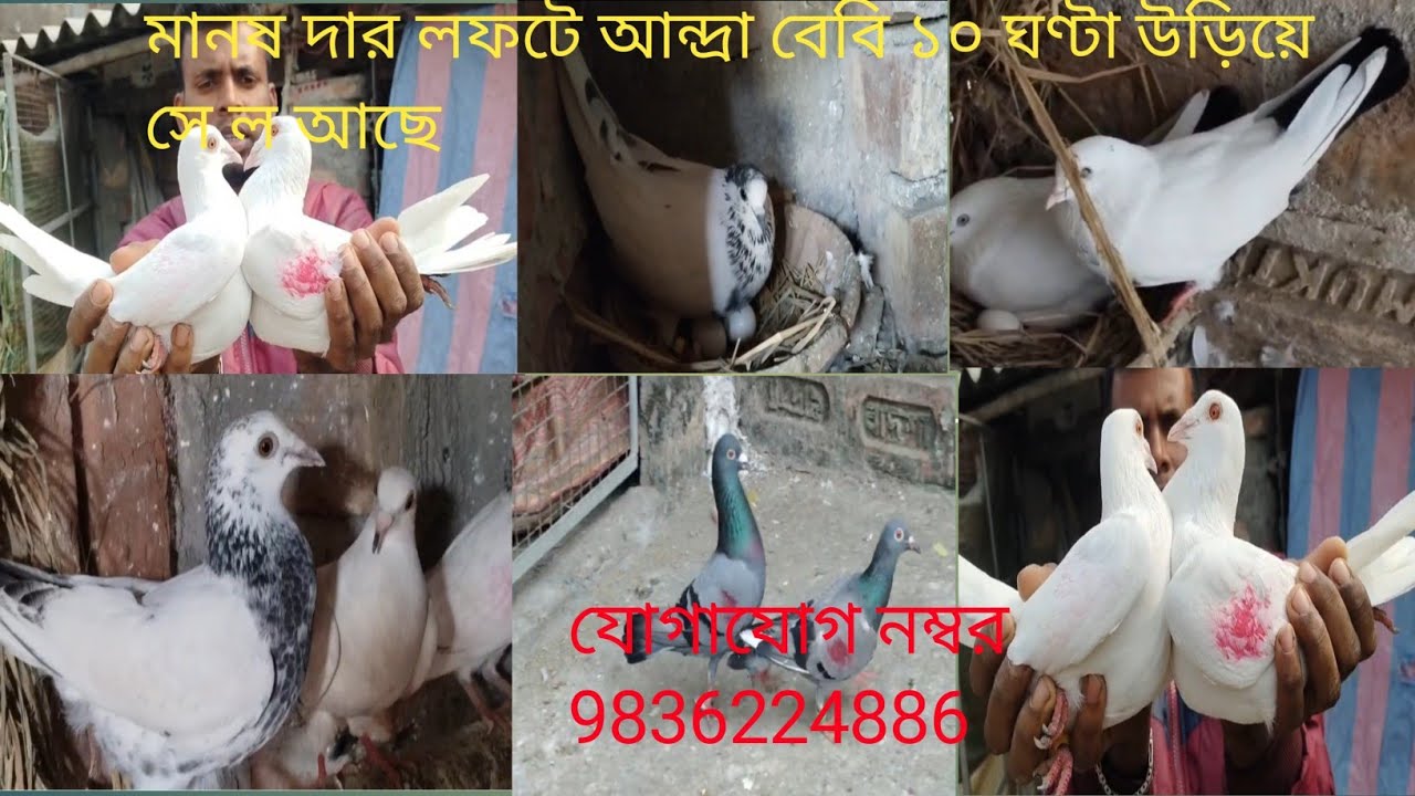 21 December 2025 anda kabutar 10 ghanta uran sale 