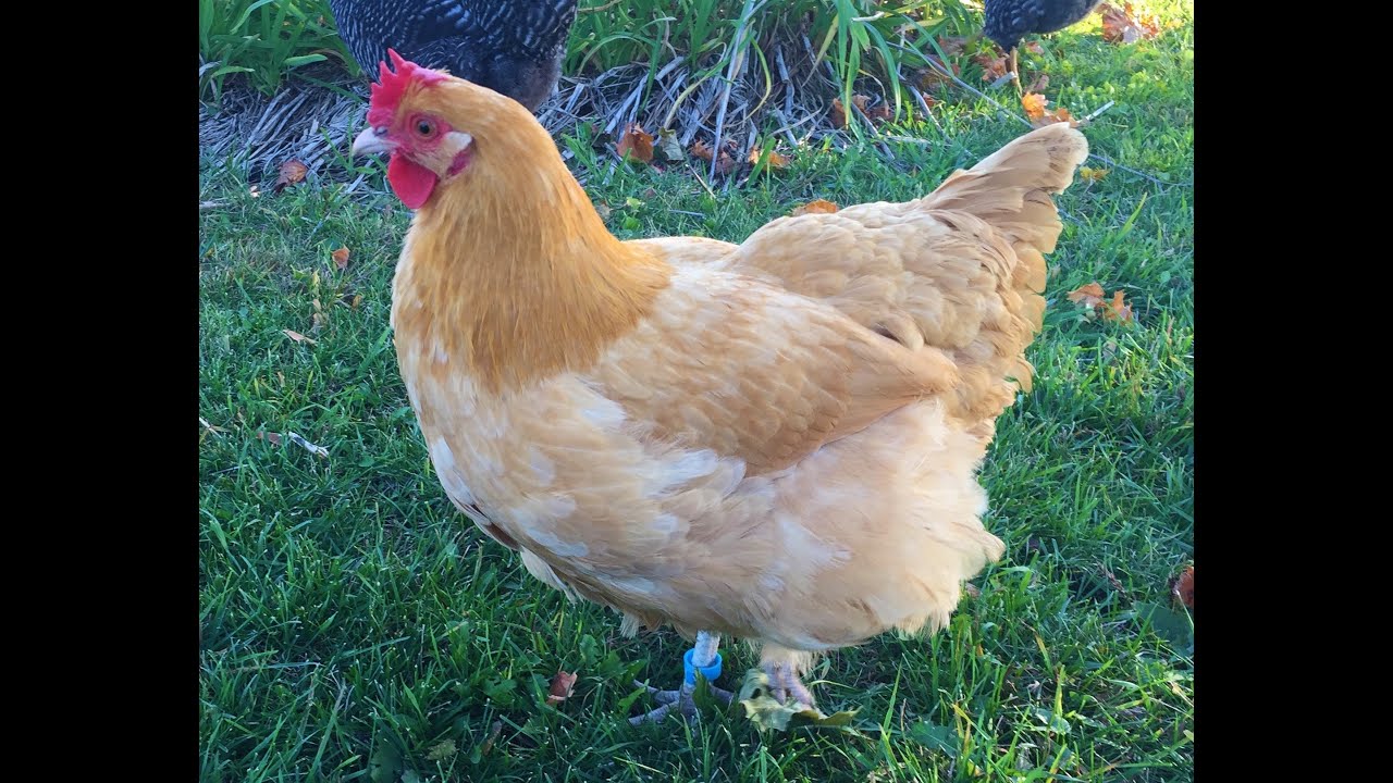 Breed Overview:  Buff Orpington Chickens