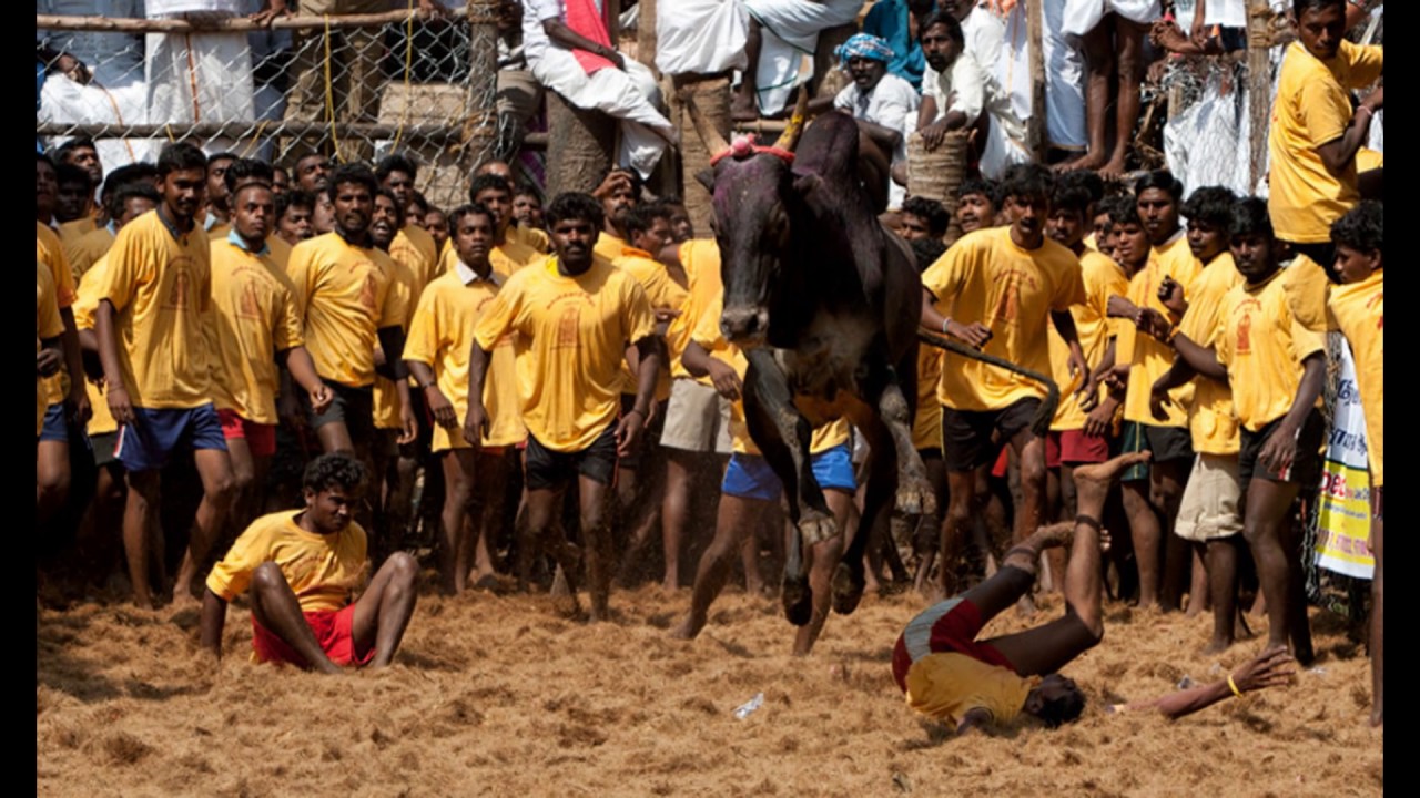 2017 Jallikattu Photo Collections |alanganallur|avaniyapuram