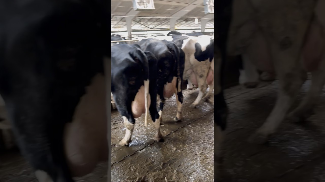 American cow farm for 10,000 cows #farming #cow #american #farm