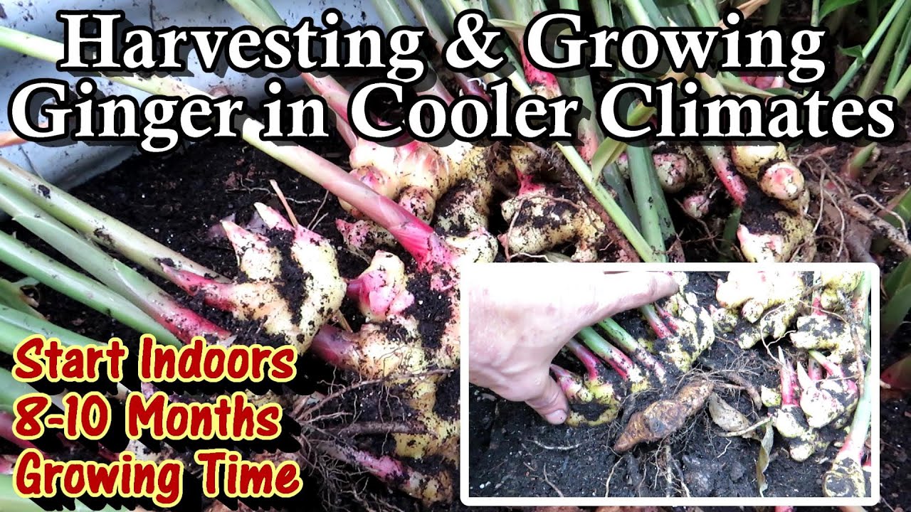 Harvest & Growing Ginger in Colder Climates: Ginger Needs 8-10 of Growth for Decent Rhizomes