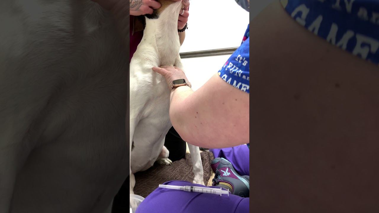 Venipuncture Jugular Dog