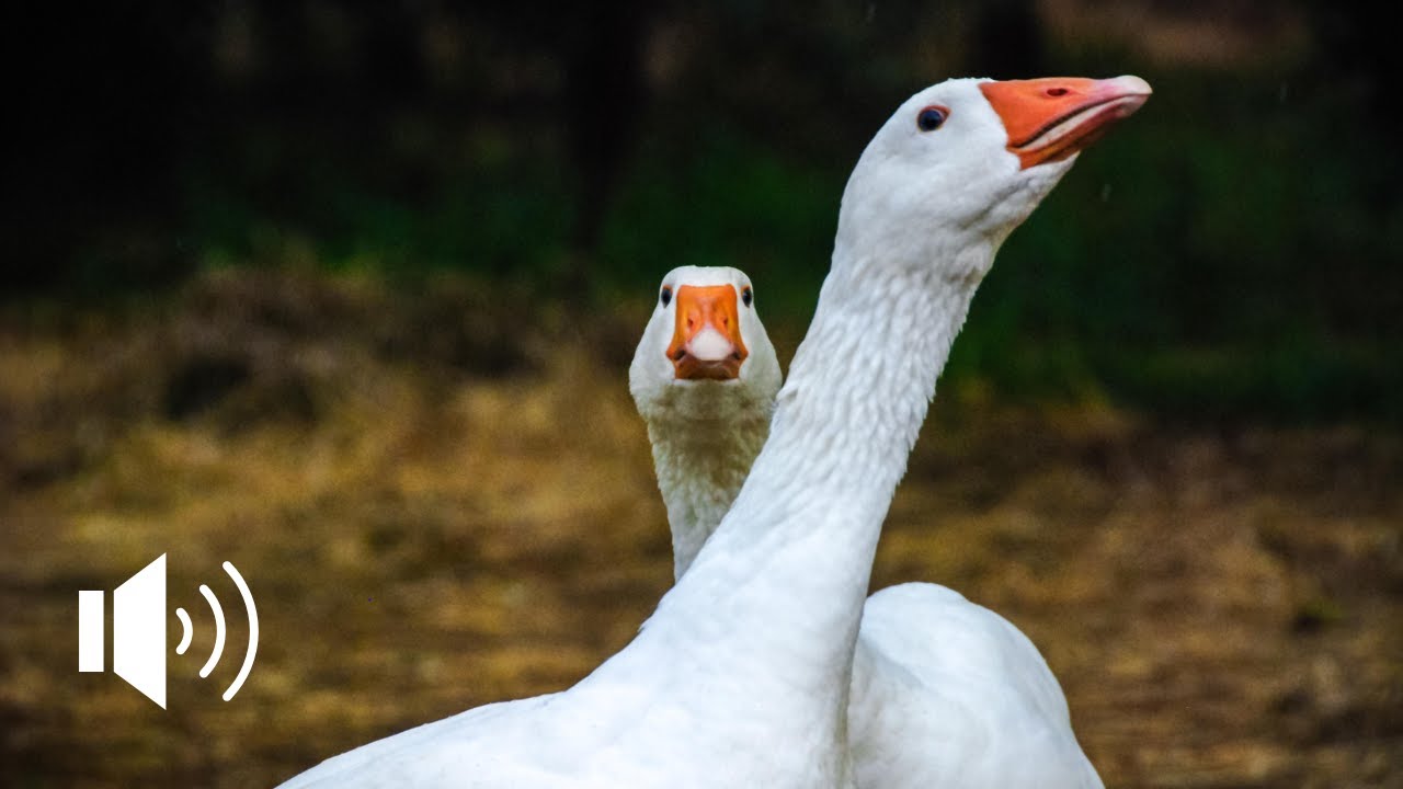 GOOSE SOUND | ANGRY GOOSE | IL VERSO DELL'OCA