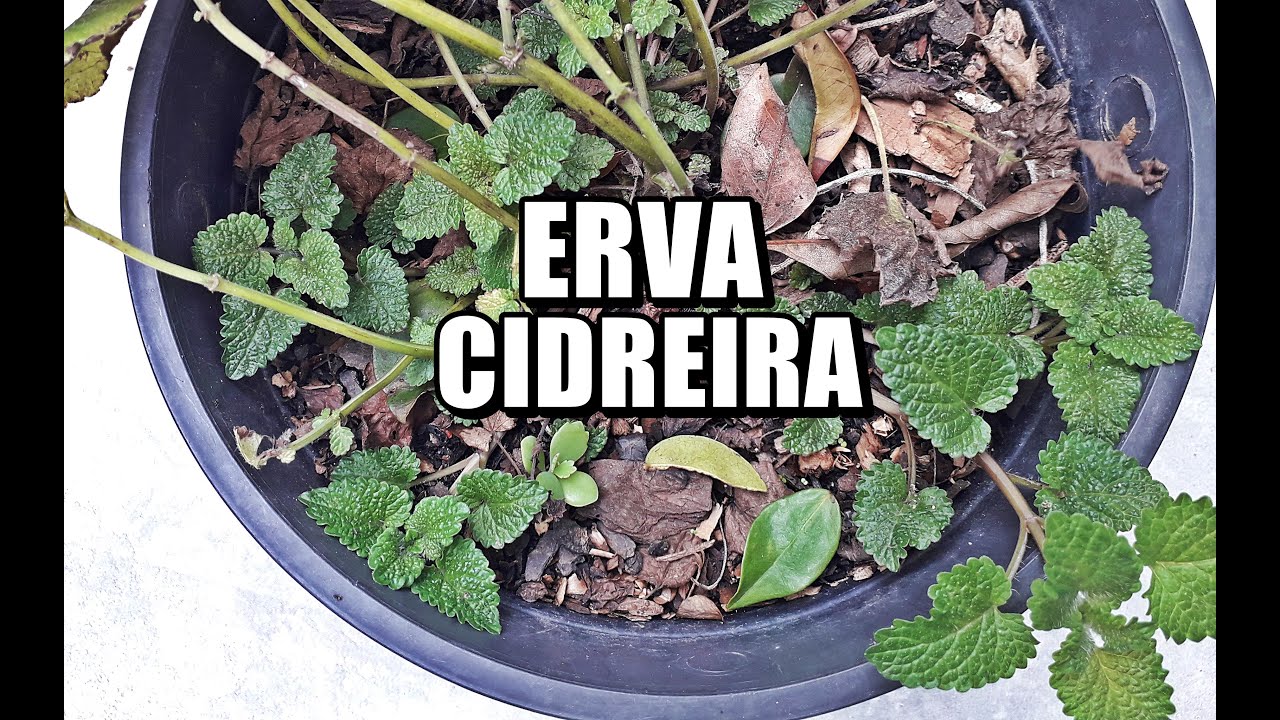 ERVA CIDREIRA EST&Aacute; SECANDO? N&Atilde;O JOGUE FORA! VEJA !
