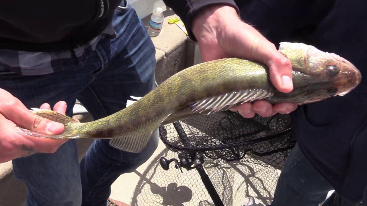 Awesome day on Shenango Lake lots of  walleye