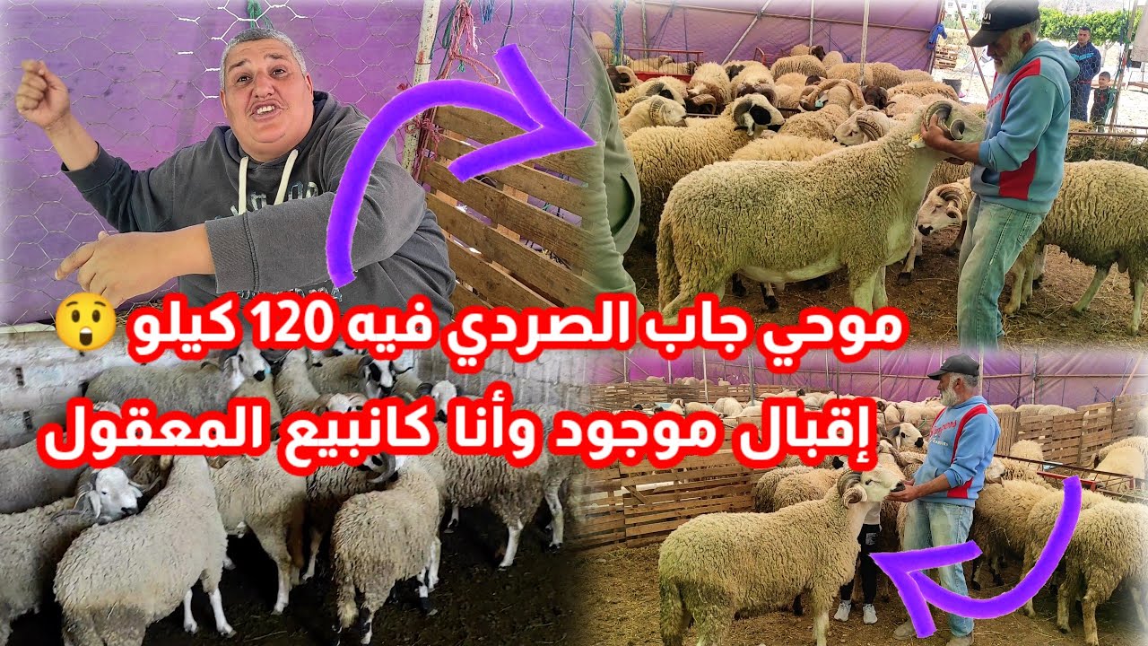 موحي وزهير جابو ليكم حولي الصردي فيه 120 كيلو شوفو شنو قال موحي أنا كانبيع المعقول مكانبيعش لكذوب
