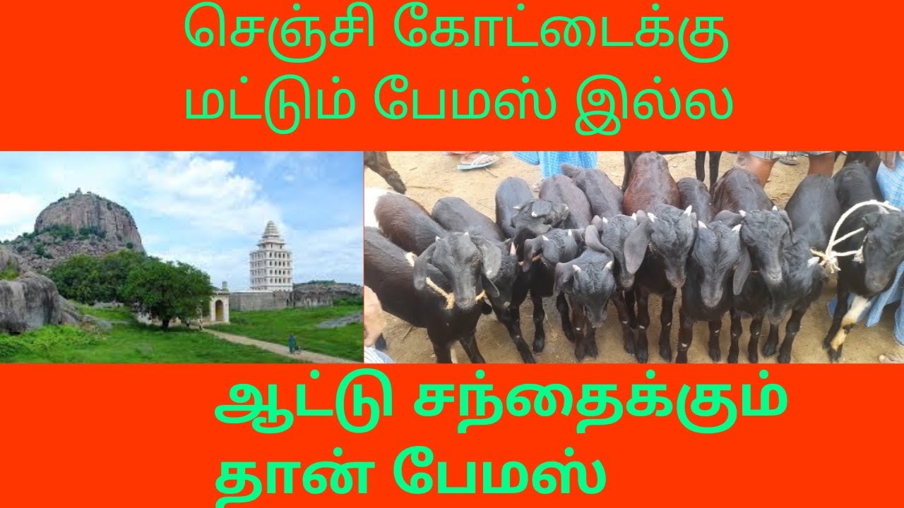 செஞ்சி கோட்டைக்கு மட்டும் பேமஸ் இல்ல ஆட்டு சந்தைக்கும் தான் பேமஸ் #tindivanam #gingee  #gingeefort