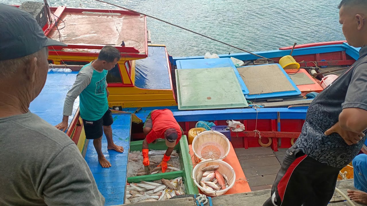 Streaming Live bongkar ikan dua pompong 