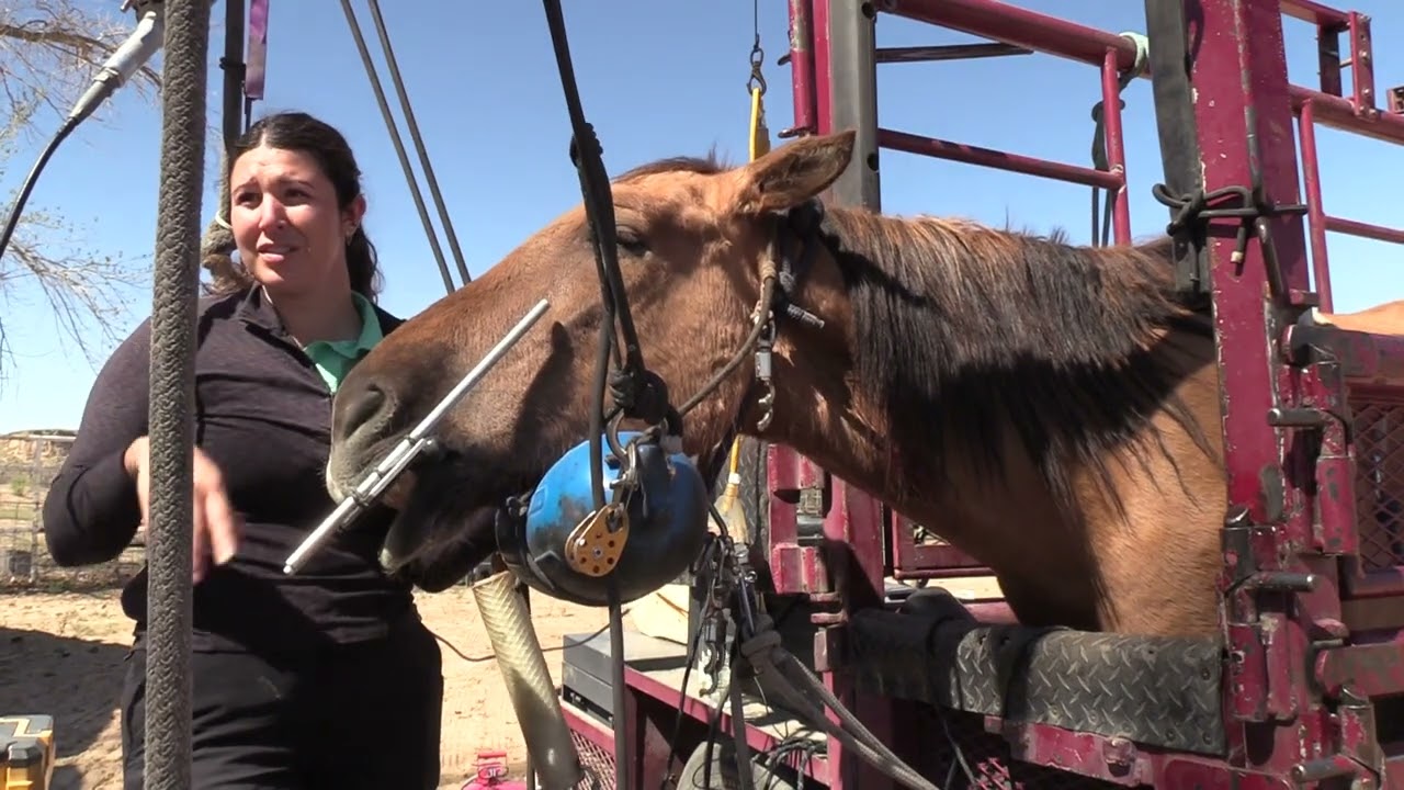 Day 2 Dr. Rich Fisher, DVM, student and Moose the horse