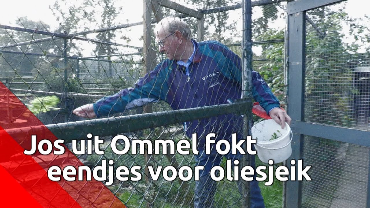 Jos fokt witte eendjes voor oliesjeiks uit Dubai
