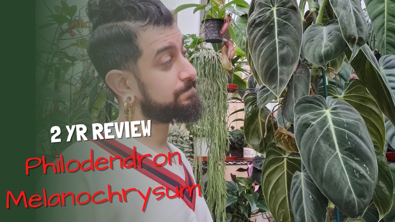 Philodendron Melanochrysum Review | 2yrs with the Melanochrysum | Was it worth it?