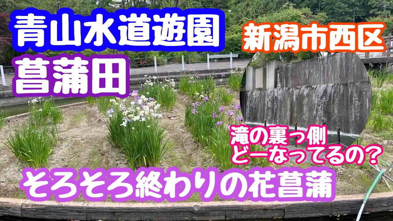 2024年6月21日 青山水道遊園の花菖蒲 時すでに… 園内散策 滝の裏側 新潟市西区 休憩時間
