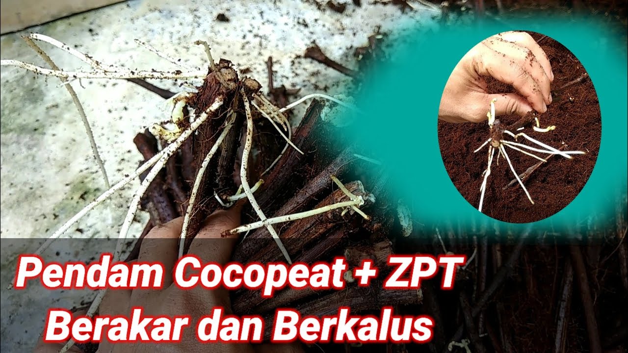 Pendam Media Cocopeat + ZPT, Cutting Anggur Cepat Berkalus