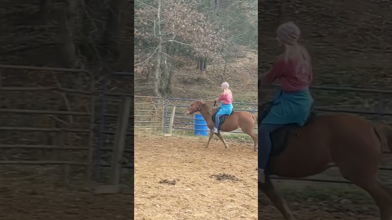 Bitless Paso cantering and learning to neck rein
