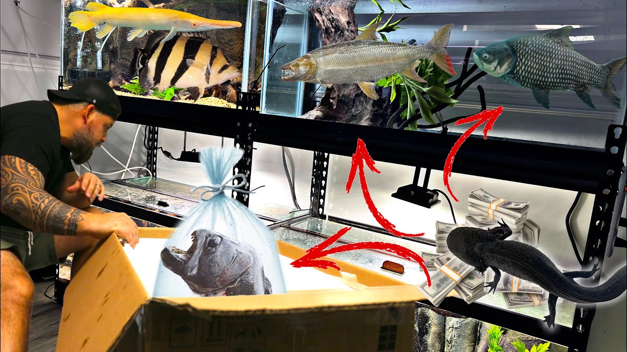 DREAM FISH - ARE THEY REALLY WORTH $10K? BIGGEST AXOLTL IN THE WORLD???