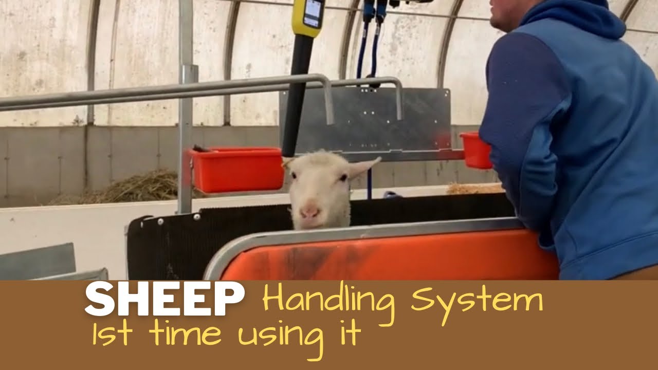 Using the Sheep Handling System to Seperate the Rams from a Group of Ewes. 1st time using it