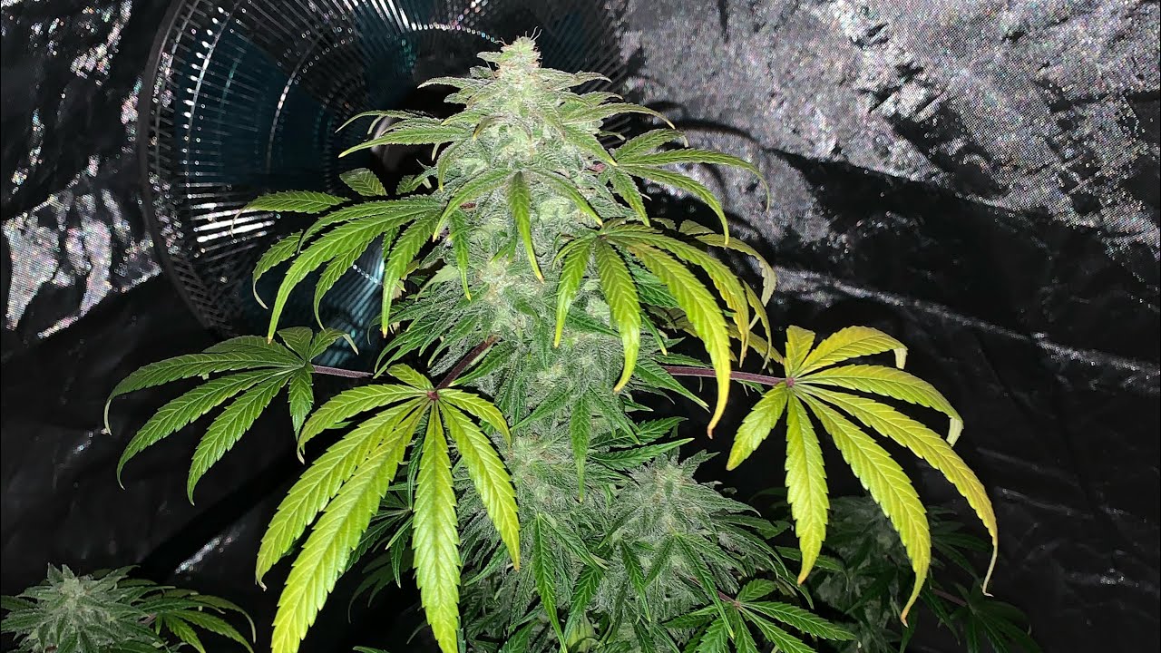 Grow Room Update 2021