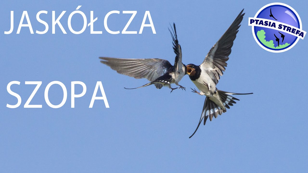 Jaskółcza Szopa