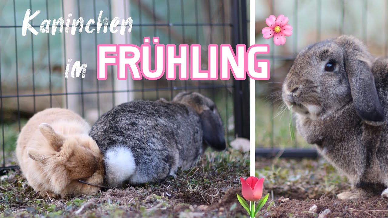 Kaninchen im Fr&uuml;hling 🌷🐰 - Infos & Tipps | Kaninchenstar