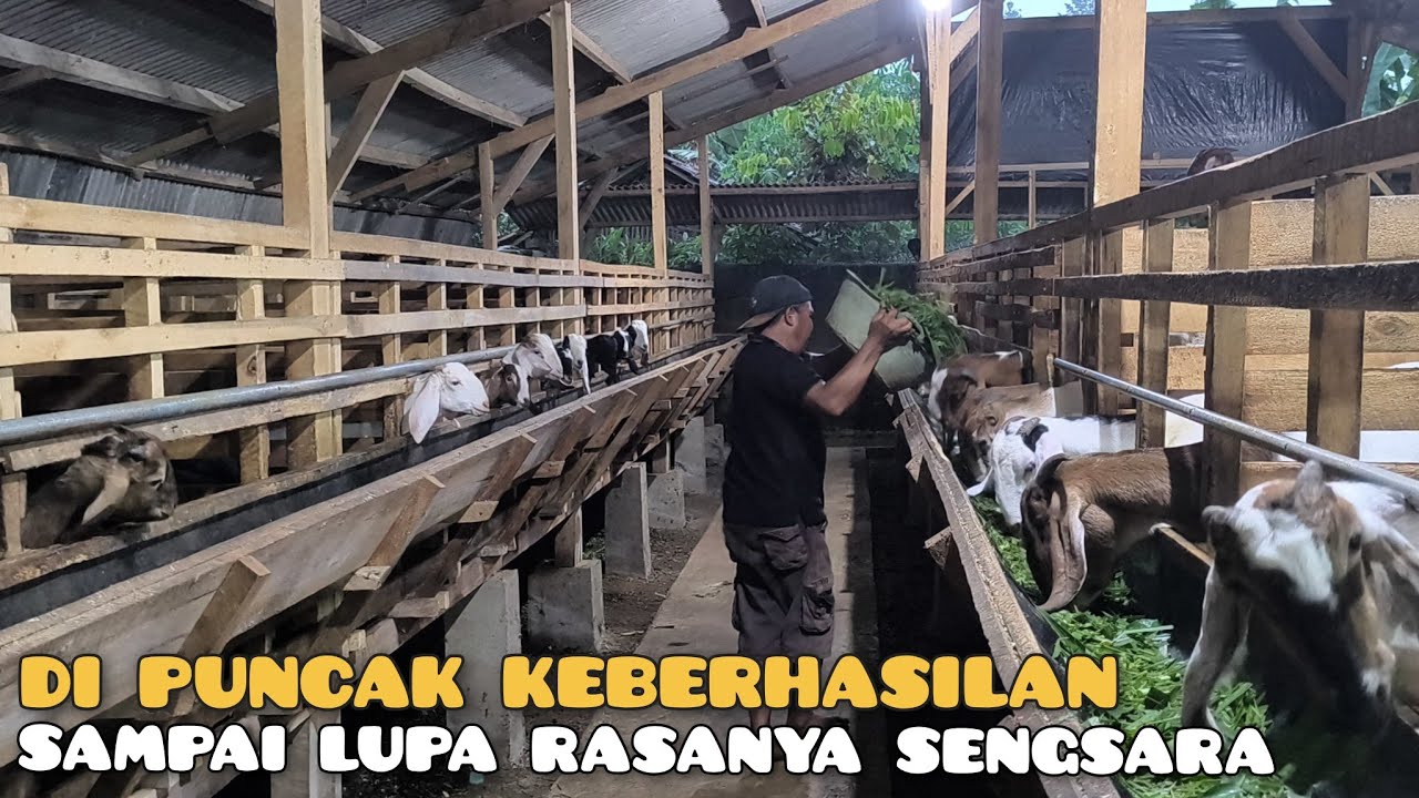 Baru Nemu di sini...❗ Ternak kambing dengan cara sempurna di Suhar farm