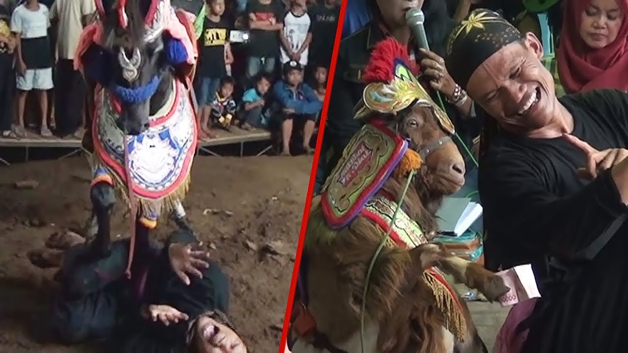 Atraksi Kuda Renggong dan Kambing Lucu | Horse